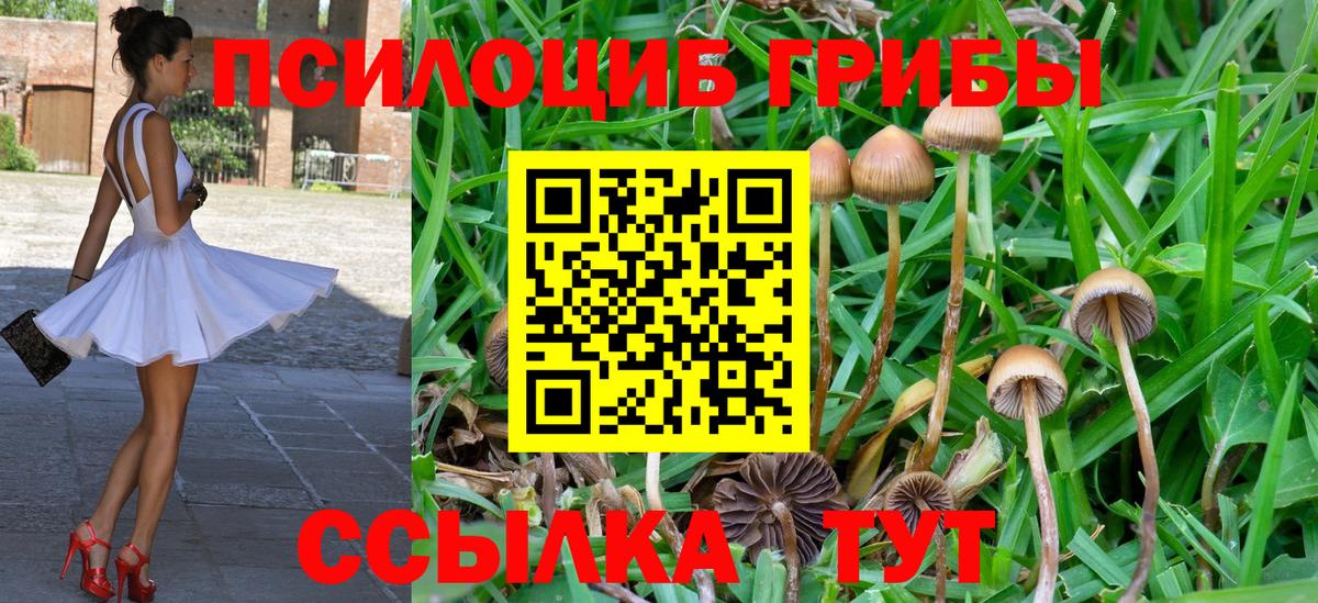 Псилоцибиновые грибы Psilocybe Ирбит